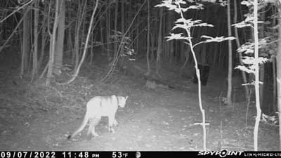 A trail camera image of a cougar at night. 