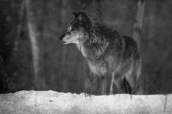 A black and white image of a wolf in the woods. 