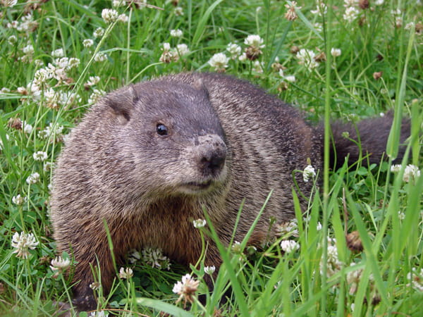 A woodchuck in clover. 