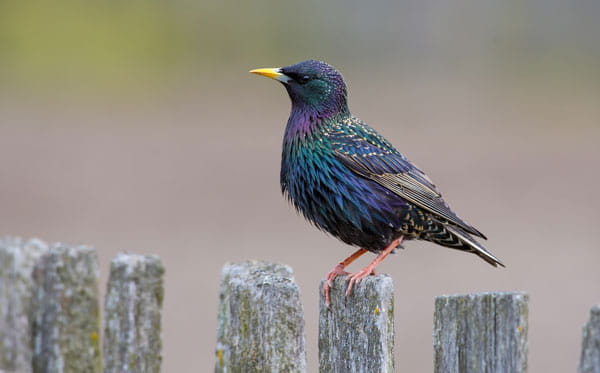 A starling atop a fence. 