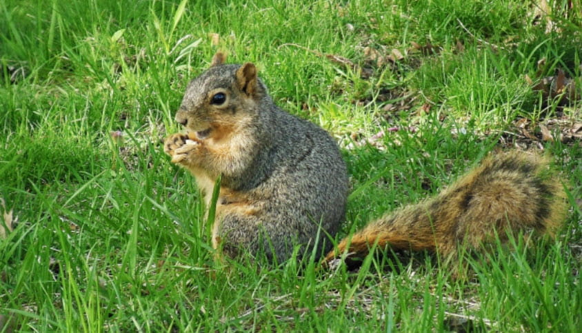 A squirrel in the grass. 