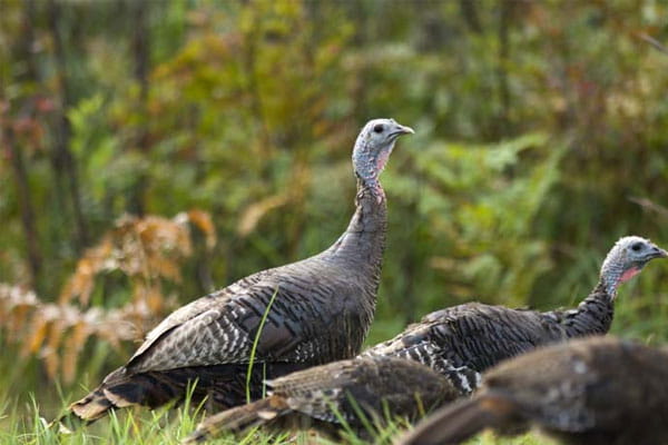 Turkeys wander through a forest opening. 