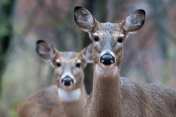 Two antlerless deer stand in the woods. 