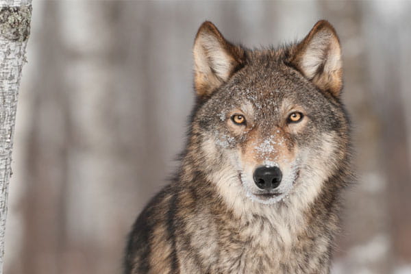 Wolf in the woods. 