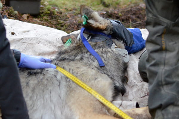 DNR wildlife biologists take measurements on a sedated wolf. 