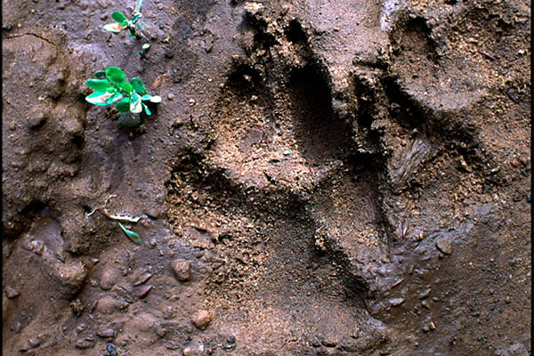A wolf track in the mud. 