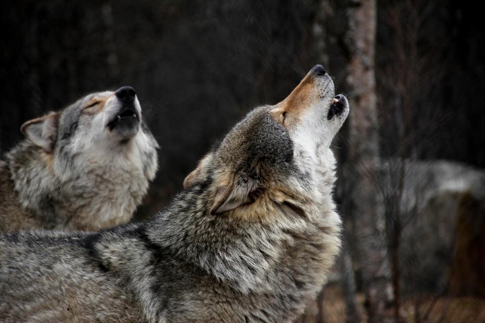 Wolves howling in the woods. 