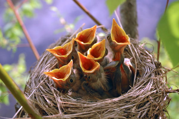 Baby robins in a nest with their mouths open.