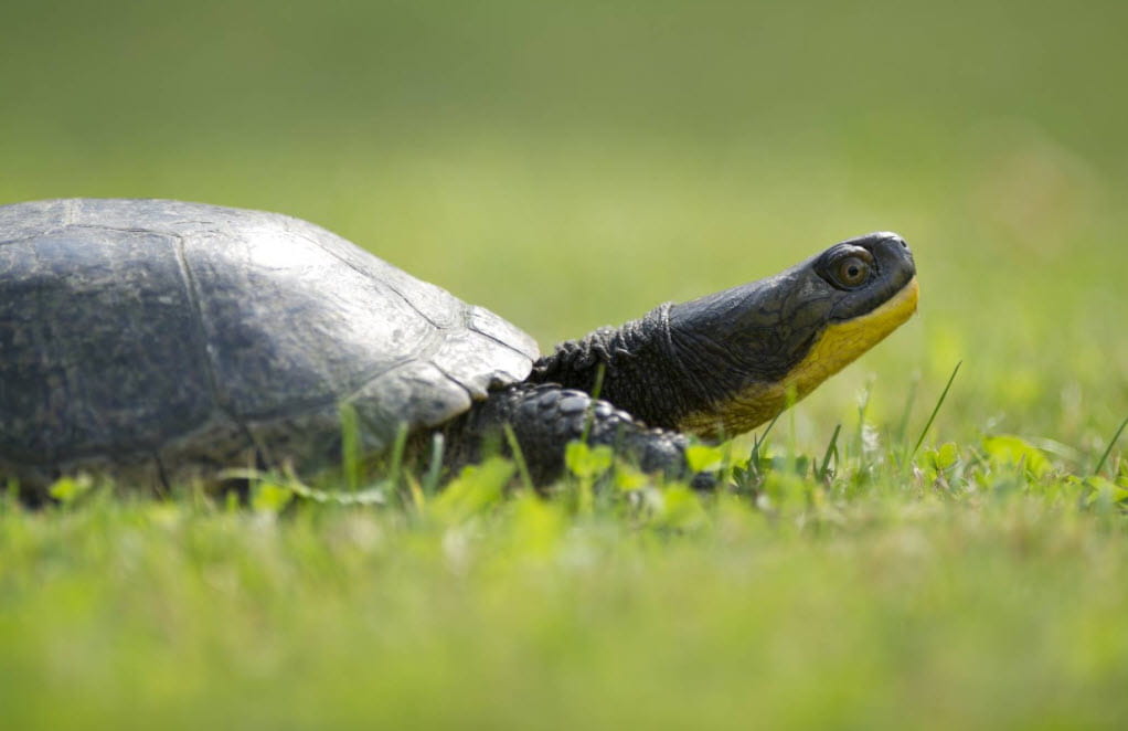 Blanding's turtle in the grass. 