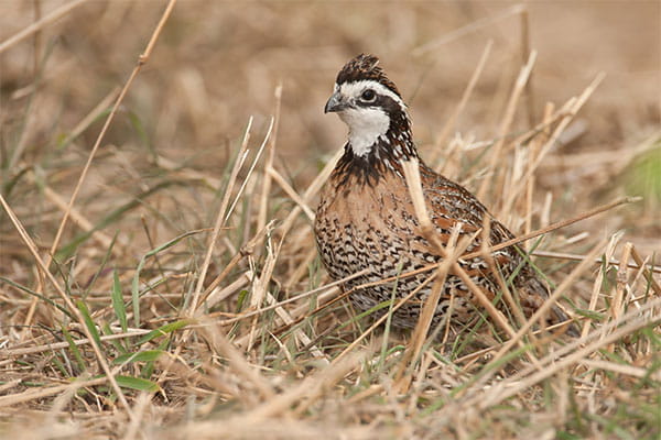 A bobwhite quail in the grass. 