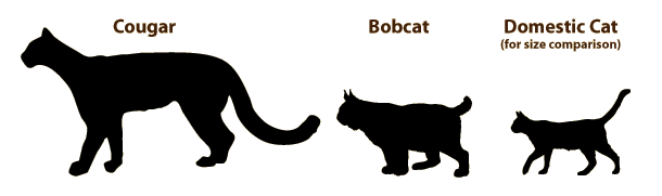 Image comparing the size of the much larger cougar to bobcats and house cats. 