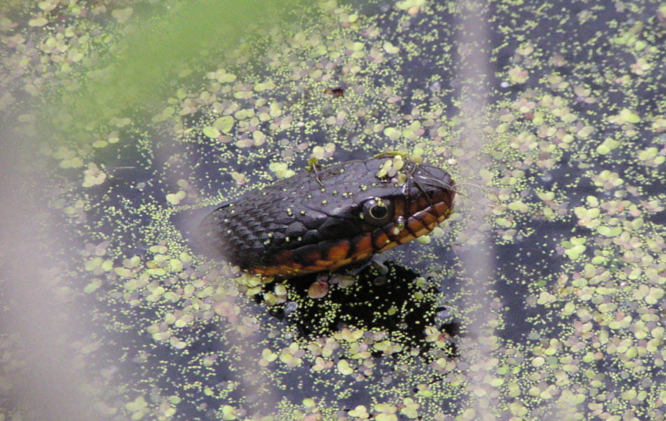 Copper bellied water snake head coming out of the water. 