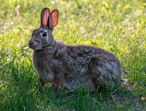 Cottontail rabbit in the grass. 