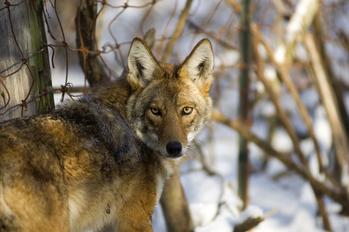 A coyote near a fence.