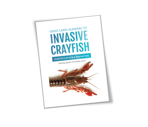 Cover of the Great Lakes Almanac for Invasive Crayfish Identification, includes a photo of a red swamp crayfish.