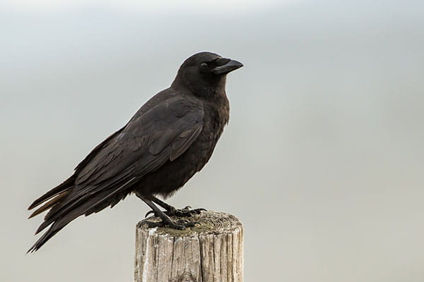 A crow sits atop a fence post. 