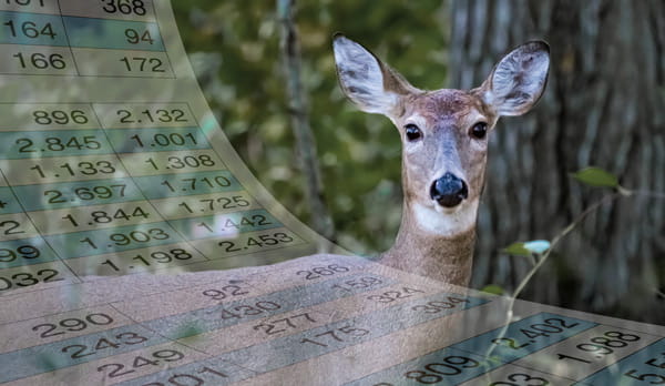 A white tailed deer doe with a spreadsheet superimposed over the image. 