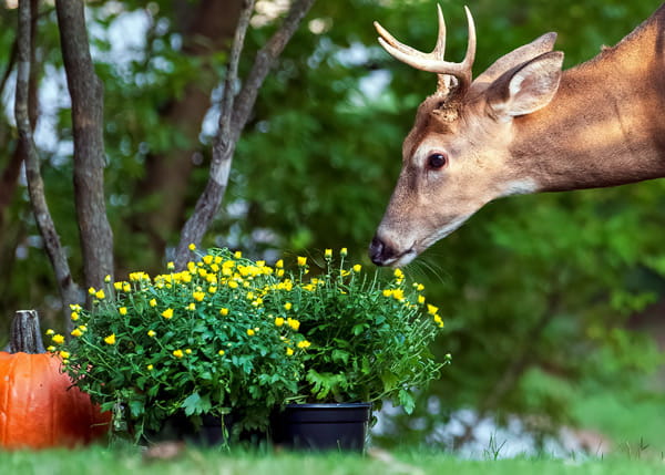 A deer eats potted flowers. 