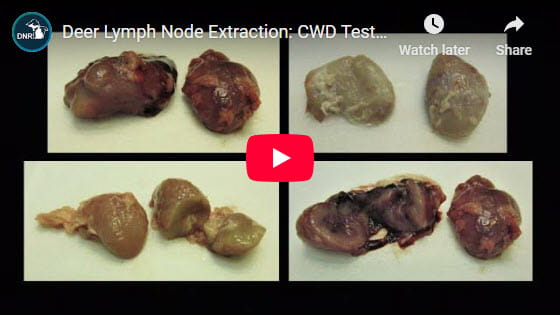 Video player thumbnail for deer lymph node removal instructional video on Youtube. 