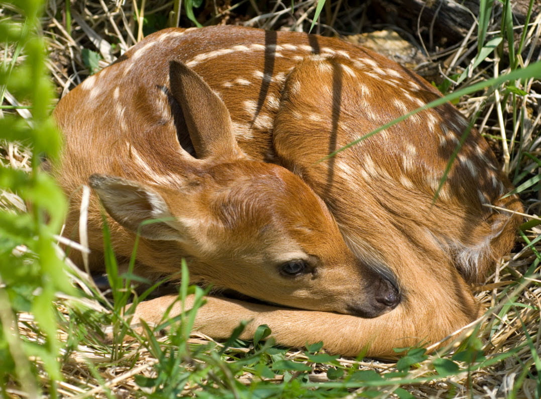 Keep Wildlife Wild