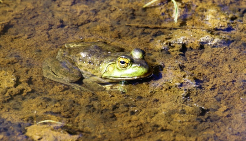A frog half submerged in water. 