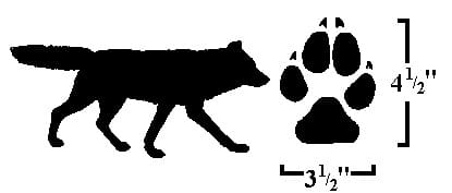 Image showing the size of a gray wolf and gray wolf footprints. 