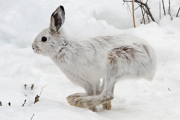 A snowshoe hare running in the snow. 