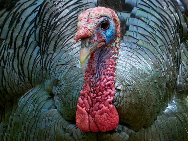 A close up image of an eastern wild turkey. 