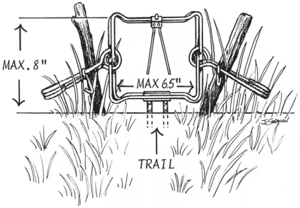 An illustration of a body gripping trap.