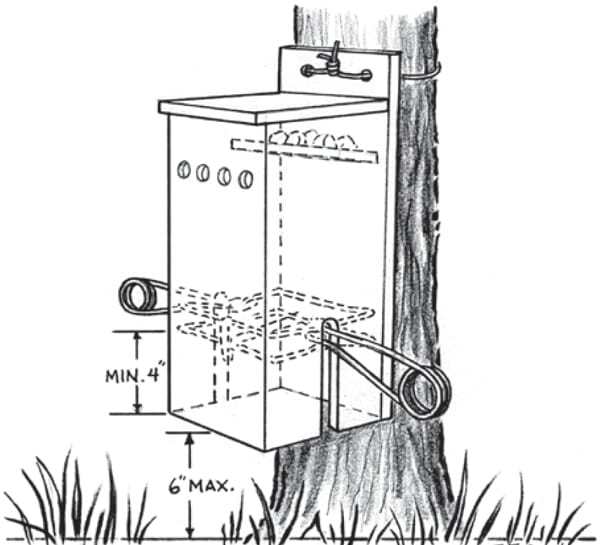 Illustration of a gripping trap in a container attached to a tree. 