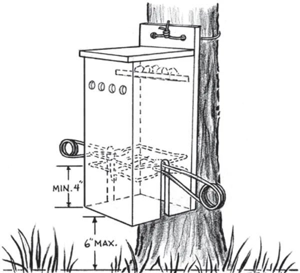 Illustration of a gripping trap in a container attached to a tree.