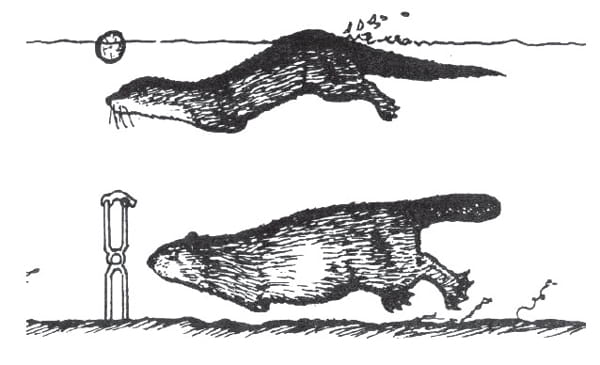 An illustration of a beaver and otter swimming near a body-gripping trap using a dive stick.
