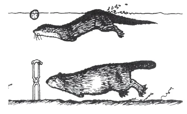 An illustration of a beaver and otter swimming near a body-gripping trap using a dive stick.