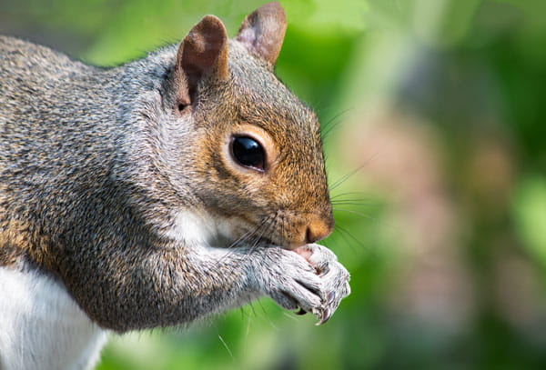 A close-up image of a squirrel eating a nut.