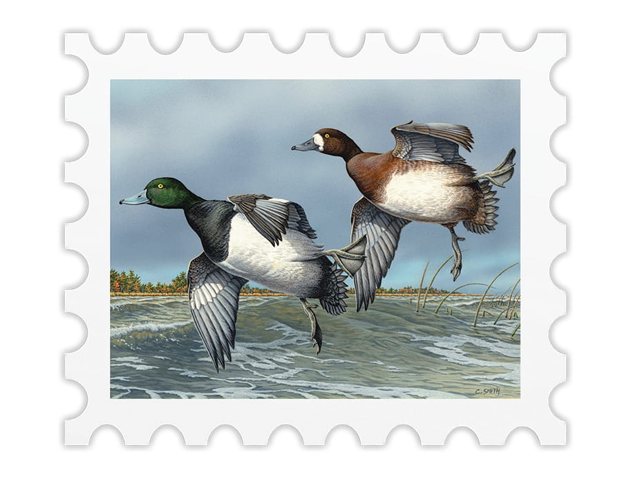 An image of a Michigan Waterfowl Stamp. 