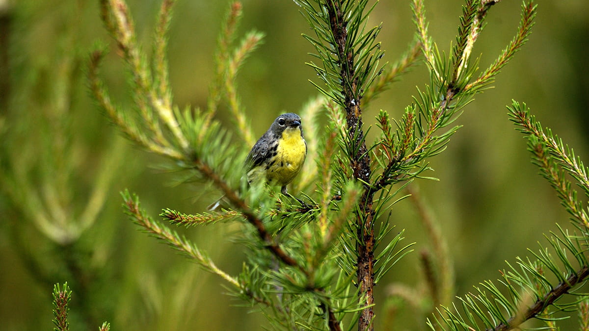 A Kirtland's warbler with a grey back and yellow belly sits in a green pine tree