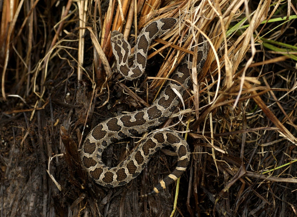 Massasauga rattlesnake in the weeds. 