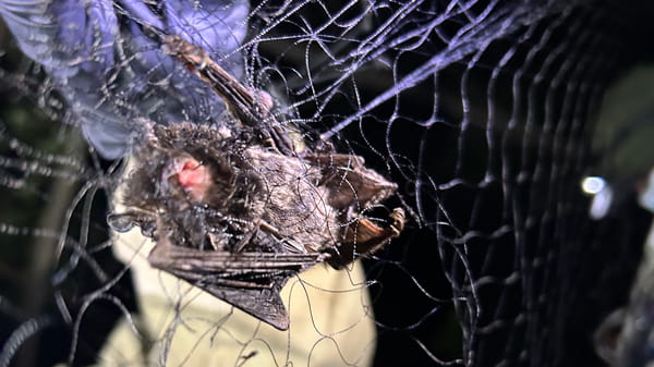 A bat caught in a net from the summer mist netting project. 