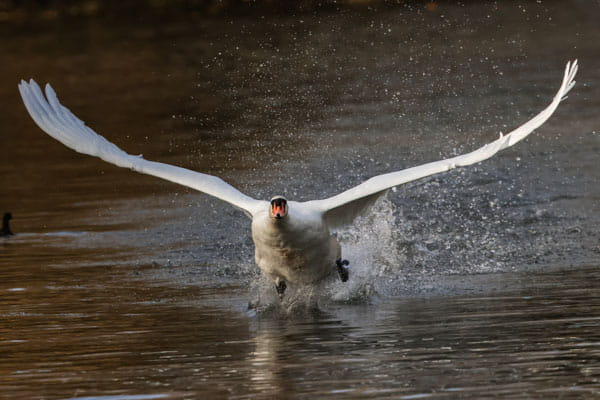 A mute swan taking off from the water.