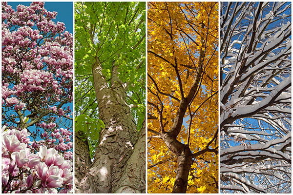 Trees represented in all four seasons. 