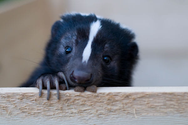 A cute looking skunk rests its face and paw on a piece of wood. 