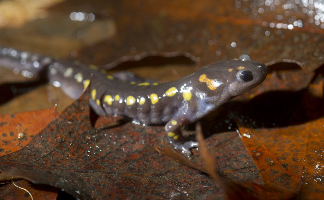 Spotted salamander on some wet leaves.