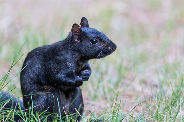 A gray squirrel sits in the grass. 