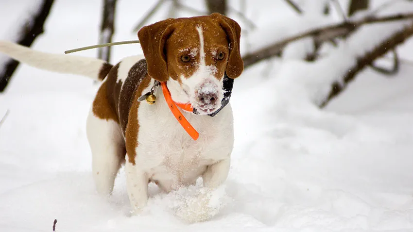 A dog used for tracking runs through the snow. The dog is wearing a collar that is "hunter orange" and has snow on its nose.
