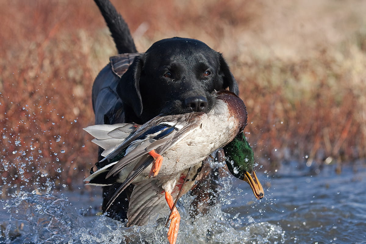 Black lab in the water retrieving a mallard duck. 