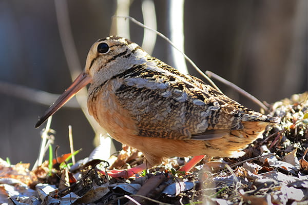 A woodcock resting on the ground. 
