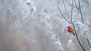 A cardinal sits on a branch with snow in the trees in the background