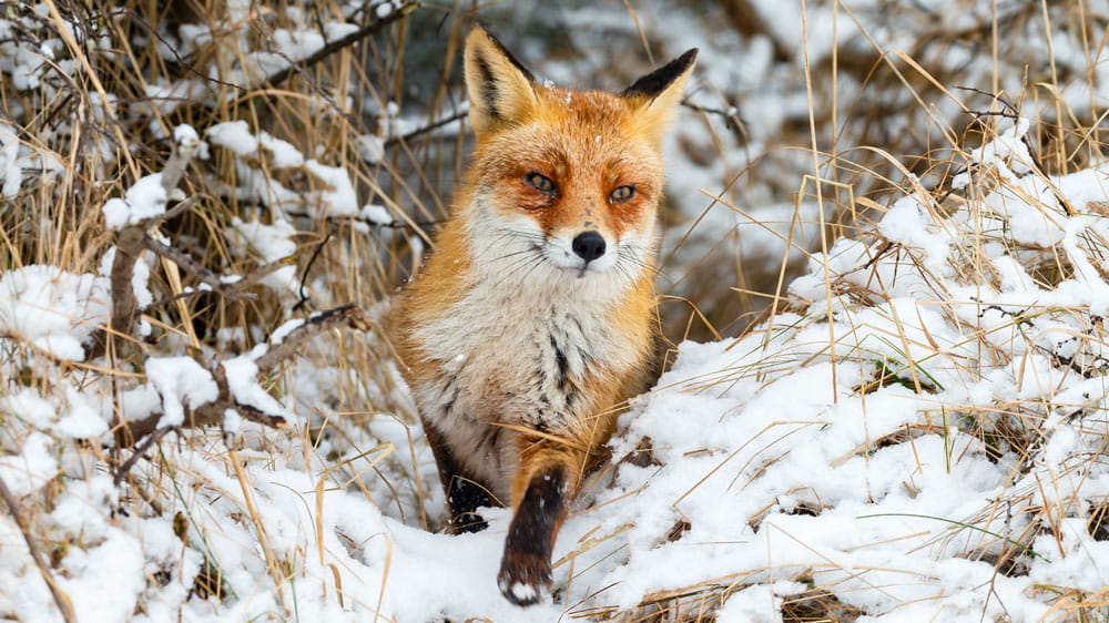 A fox comes prowling through the tall grass and snow