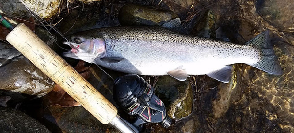 A trout caught with hook in mouth in a stream