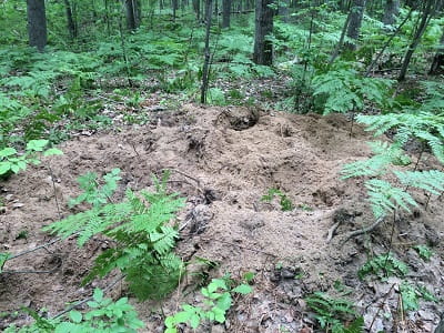 Damage from Russian boar rooting in sandy soil